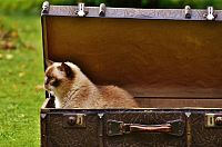 Praktické informace a tipy pro cestování s kočkou