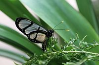 Výstava tropických motýlů 2023 v Botanické zahradě Praha