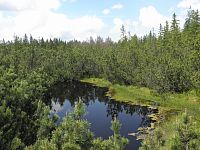 Tříjezerní slať: mokřady patří klimatickou změnou mezi nejohroženější biotopy © Jan Moravec