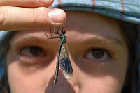 Ve druhé etapě 3x 30 dnů pro mokřady pozorujeme vážky © Václav Bartuška