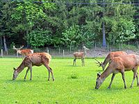 Jelení a dančí obora Velké Karlovice, zdroj: Destinační společnost Valašsko