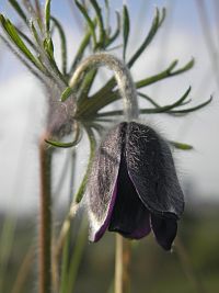koniklec luční, foto Jan Moravec