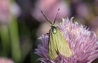 ilustrační foto, Myriams-Fotos z Pixabay