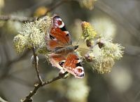 Babočka paví oko. Foto Jan Moravec