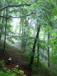 Nový web přiblíží tajemství starých lesních stezek
