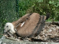 mláďata supa bělohlavého - ZOO Lešná