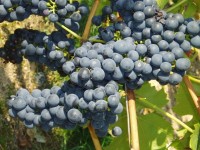 modré hrozny z vinice Pod Sádkem; Foto: archiv vinařství Sádek