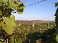 Velke Bilovice - vinice
