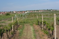 Pohled na Kobylí z vinice