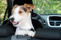 4 tipy pro bezpečné cestování s domácími mazlíčky v autě