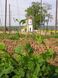 Kolešovice - chmelnice; zdroj foto Rakovnicko o.p.s.