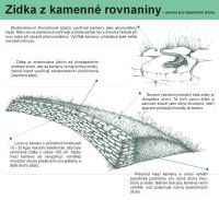 Rekultivace Kozinec; zdroj OKD