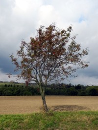 Jeřáb ptačí ve volné krajině; zdroj foto: Lesy ČR