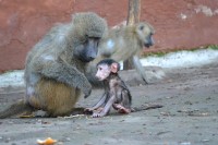 Zoologická zahrada Dvorec