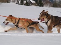 Grund Resort: Mushing