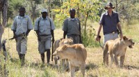 ZEMĚ LVŮ - sledujte ochránce přírody Davida Youldona na jeho emočním dobrodružství se lvy v Africe