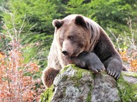 Medvěd v Bavorském lese; Tourismusverband Ostbayern e.V.