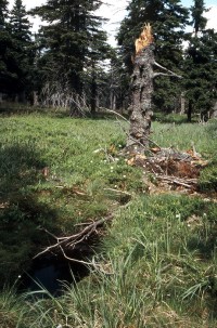 V lesích kolem Hoštic u Nemyšle na Táborsku platí zákaz vstupu veřejnosti do lesů
