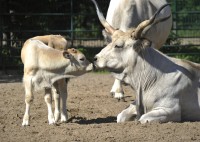 viasatnature.cz; MLÁĎATA ZE ZOO