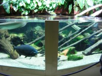 nancy - muzeum - akvarium