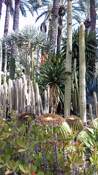 La rocalla - sbírka kaktusů a sukulentních rostlin