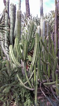 La rocalla - sbírka kaktusů a sukulentních rostlin