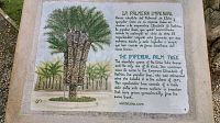 Císařská palma Sissi