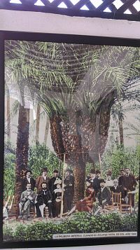 dobové foto císařské palmy z roku 1900