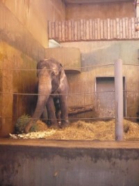 slon - zoo praha