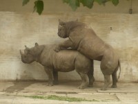 Jak se pářili nosorožci v ZOO Dvůr Králové nad Labem 6
