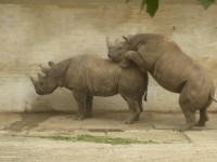 Jak se pářili nosorožci v ZOO Dvůr Králové nad Labem 7
