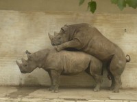 Jak se pářili nosorožci v ZOO Dvůr Králové nad Labem 3