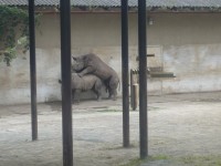 Jak se pářili nosorožci v ZOO Dvůr Králové nad Labem