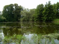 Jílovecký rybník, vlevo skupina památných lip