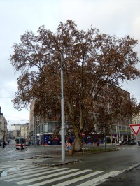 Památný strom platan javorolistý