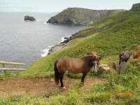 Tintagel - Koně nad útesy