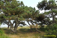 Terschelling borovice na dunách