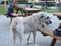 Prý do hospody dorazí i kůň