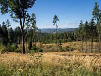 Dřív byl kříž v hustém lese