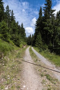 Dřevařská cesta