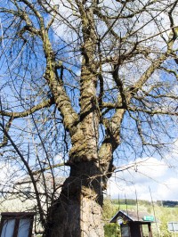 Vikýřovice – morušovník (a Kalvárie)