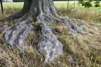 Plazivé kořeny