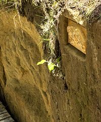 Rytina zkamenělé stromové kůry