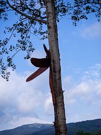 Na stromě přistála přerostlá vážka