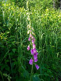 Digitalis