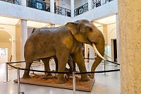 Vítací sloni ve dvoraně muzea