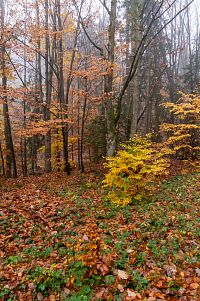 Mlhavý podzimní les