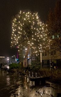 Světelný strom u Hurbanova náměstí