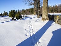 Zimní procházka