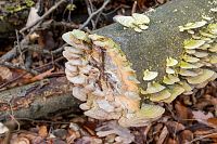 Dřevokazné houby